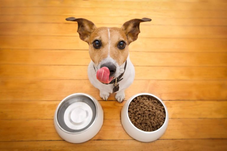 NaturWild contribuye a la alimentación de perros con pieles sensibles