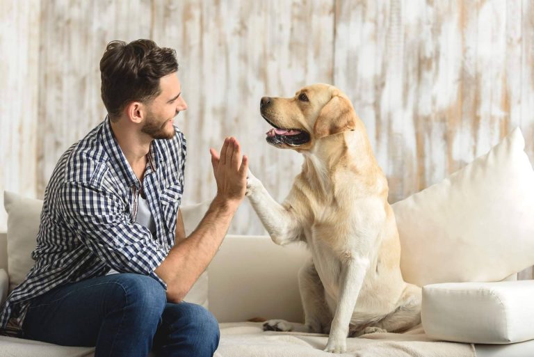 Con la nueva Ley de Bienestar Animal, ¿es obligatorio contratar un Seguro de Responsabilidad Civil?