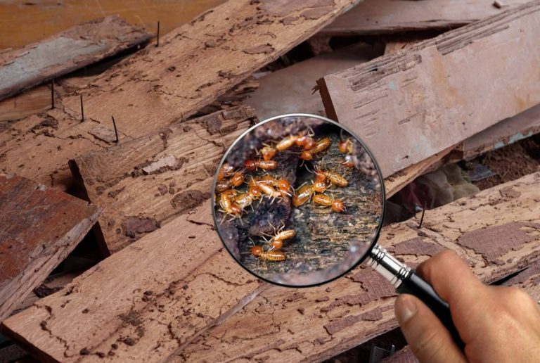 ¿Cómo reconocer y actuar ante una invasión de termitas en un hogar?