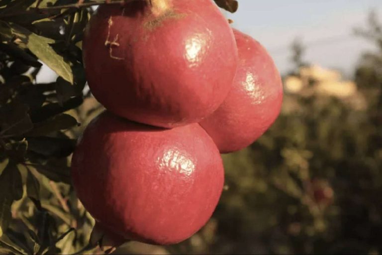 Granadas ecológicas y biodinámicas online de la mano de Granalma