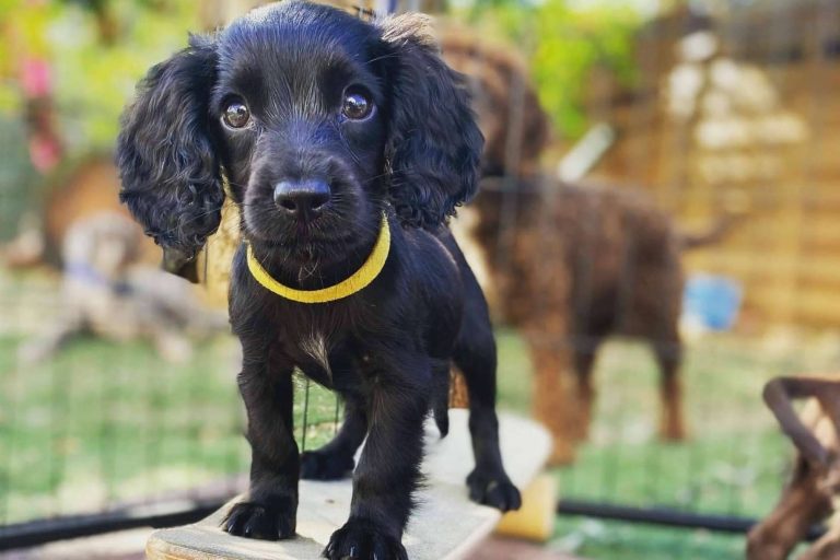 El club canino en Barcelona L’Almozara Can Bosc está especializado en adiestramiento de perros de trabajo