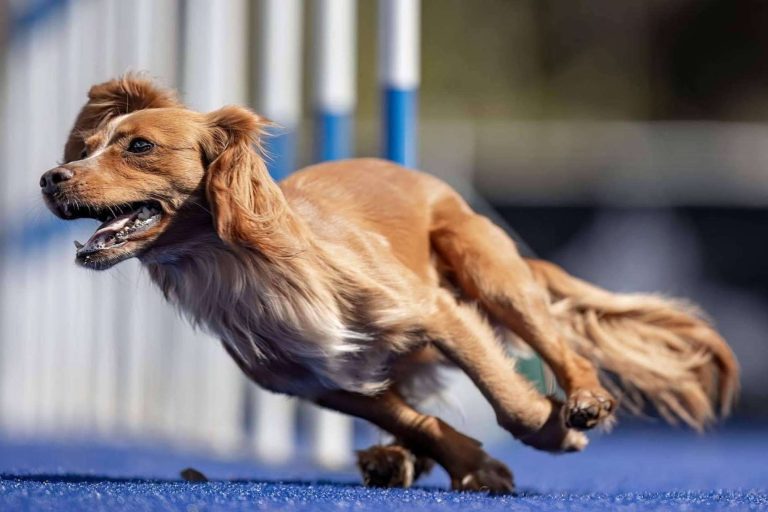 El campus en Barcelona L’Almozara Can Bosc ayuda a crear un vínculo con perros de razas fuertes