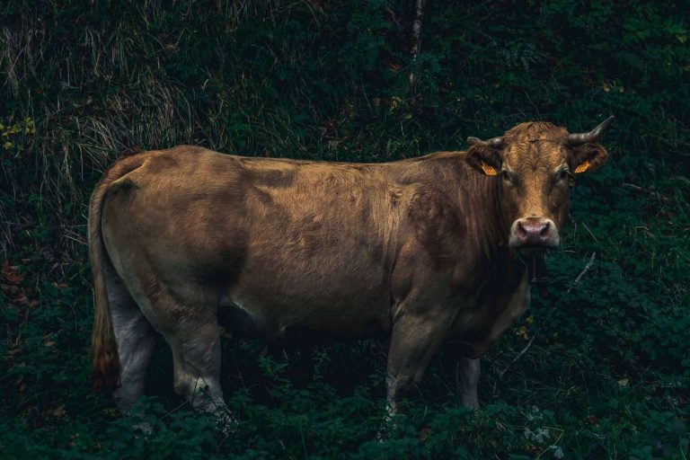 Los especialistas de Txogitxu ofrecen txuletón de la vaca vieja y gorda