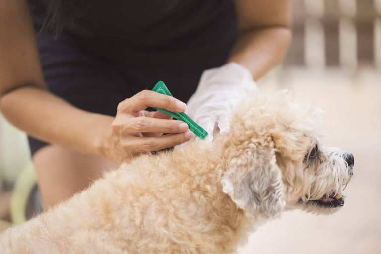 Centro Veterinario El Nido, el centro veterinario en Parla que trabaja para el bienestar de las mascotas