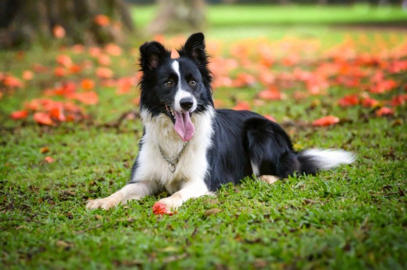 Descubre Qué Raza De Perro Serías Según Tu Signo