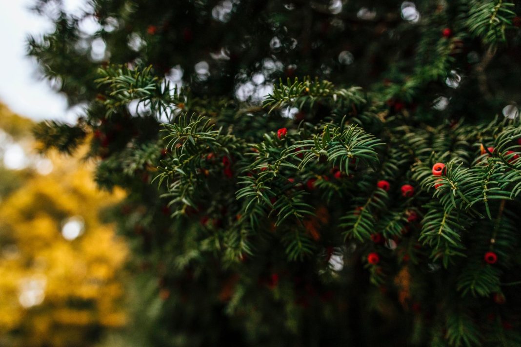 Los colores de la Navidad son el rojo y el verde, ¿por qué?