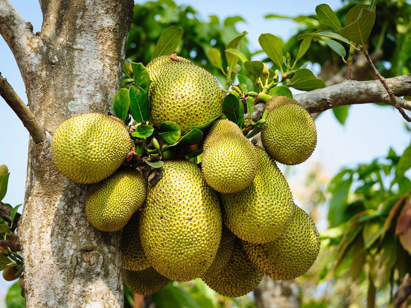 Conociendo Al Jackfruit: El Gigante Tropical