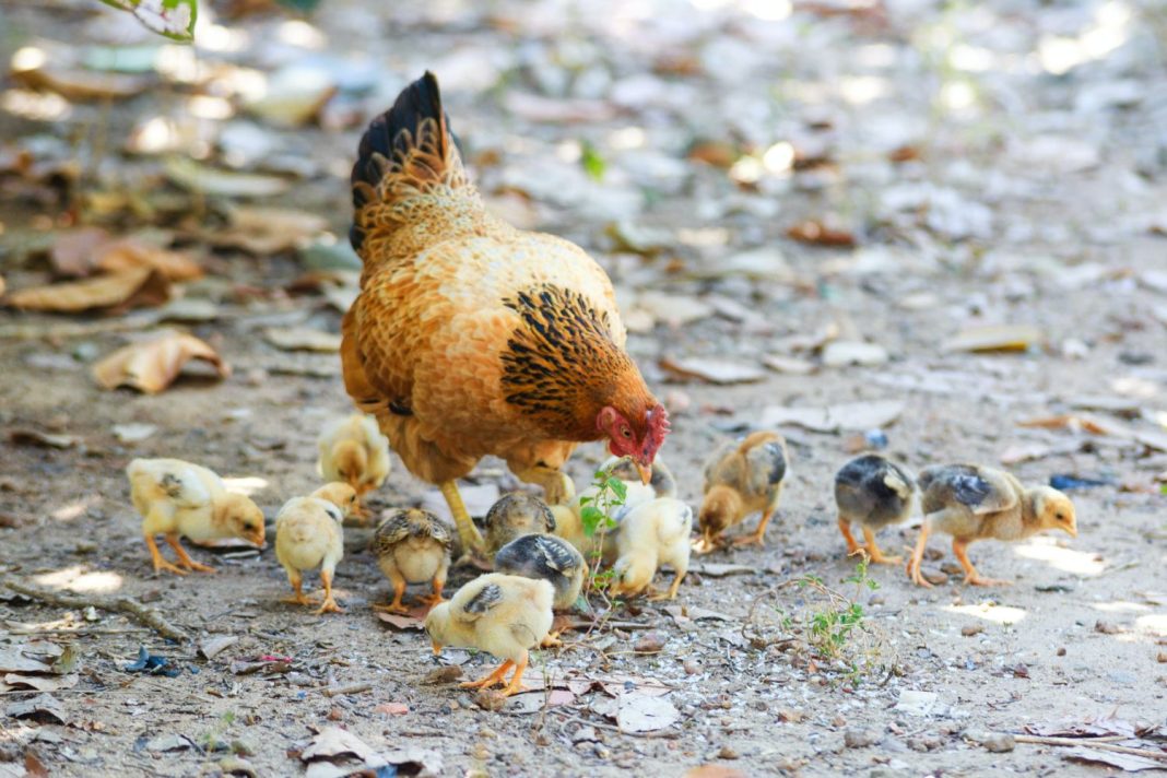 Por qué debería importante que haya muerto la gallina más vieja del mundo