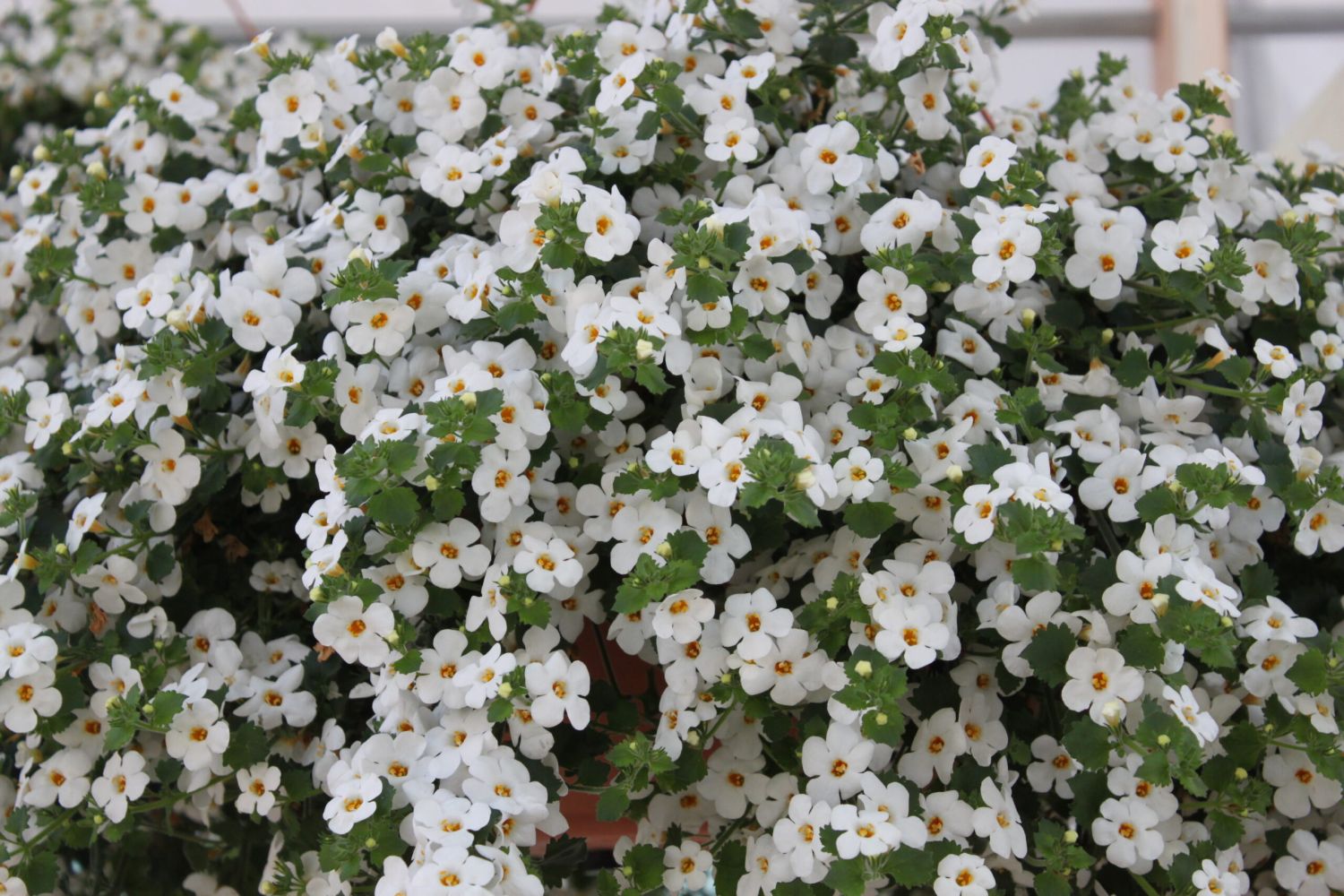 Una Panacea Ancestral: Conociendo La Bacopa Monnieri