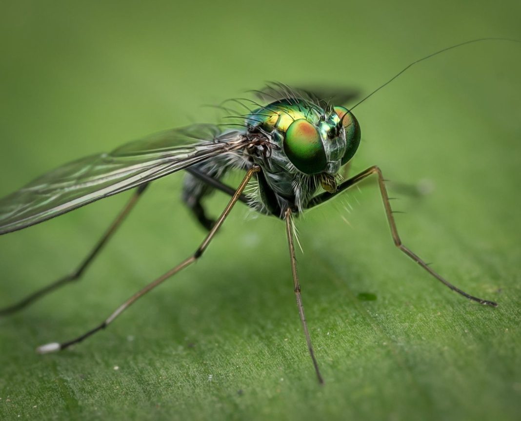 ¿Te has preguntado alguna vez por qué los mosquitos van hacia la luz?