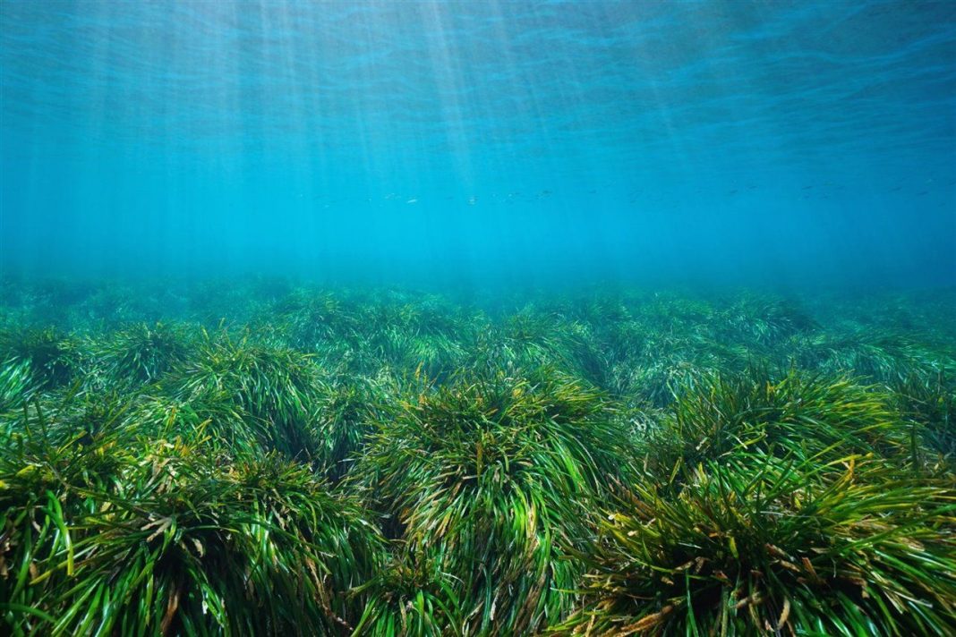 Soluciones propuestas: Reducción del tráfico marítimo y mejora de la calidad del agua