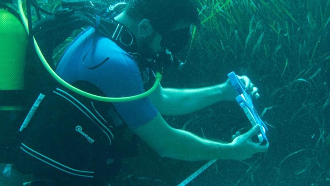 Urgencia de acción: Llamado a medidas inmediatas para preservar la Posidonia