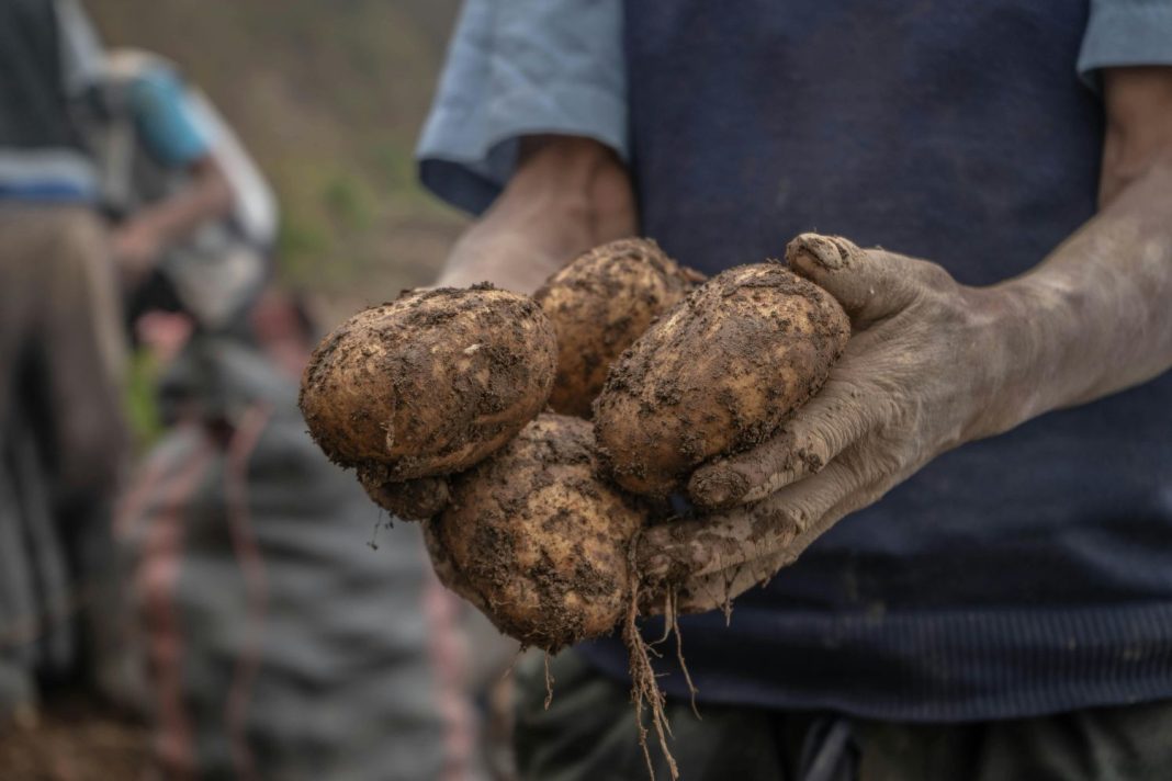 Si las patatas de tu cocina tienen brotes, ten muy en cuenta esta advertencia