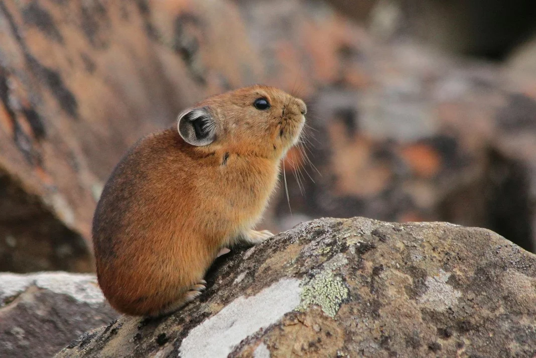 Si crees que Pikachu, de Pokémon, está basado es un ratón, estás muy equivocado