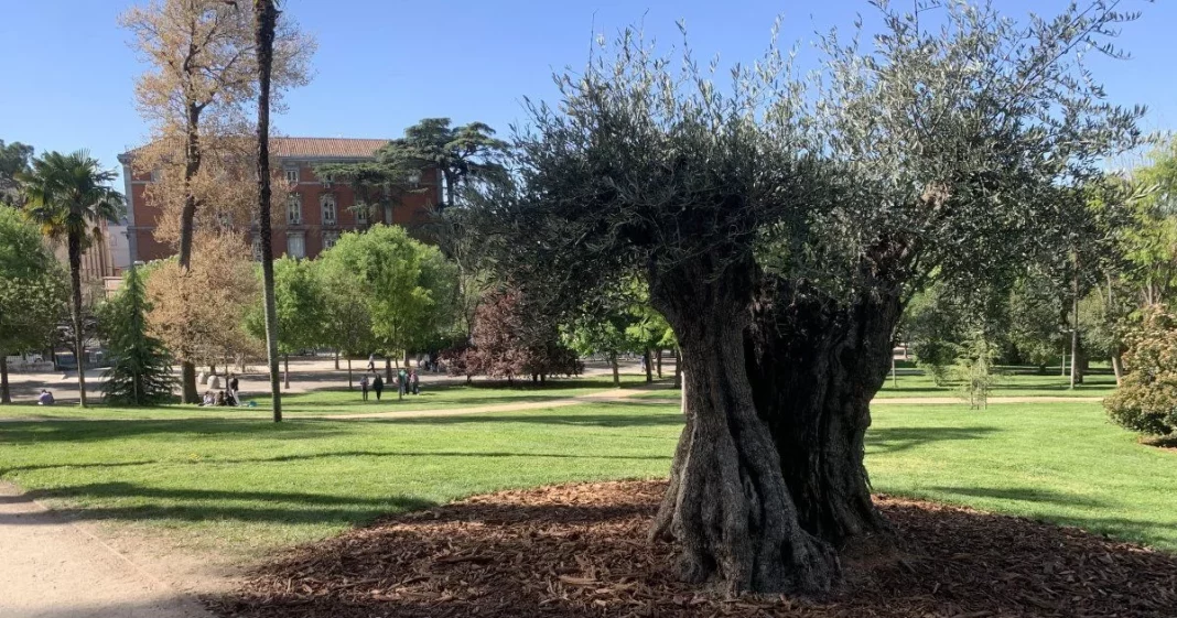 Vínculos históricos y culturales: el olivo y la tradición mediterránea