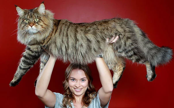 Los Gatos Maine Coon: Enormes Y Muy Amistosos