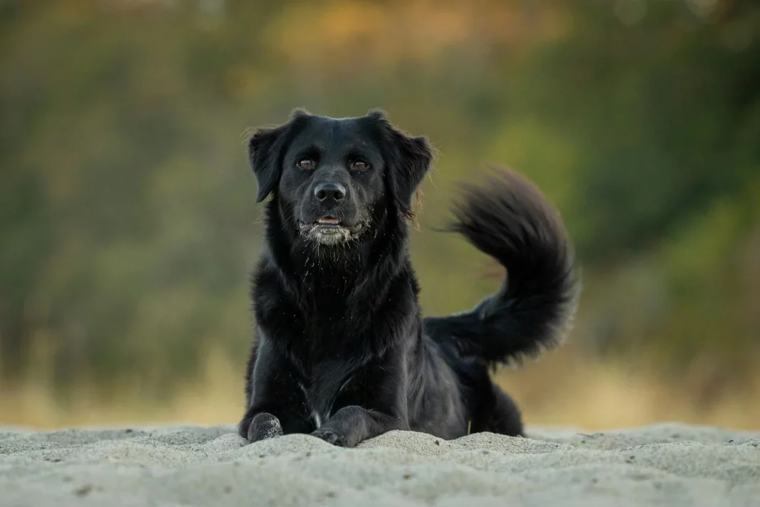 La ciencia por fin aclara la razón por la que los perros mueven la cola