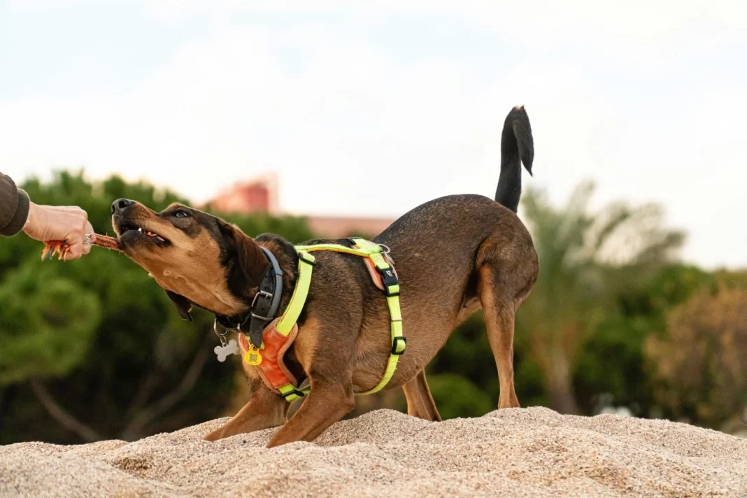 La ciencia por fin aclara la razón por la que los perros mueven la cola