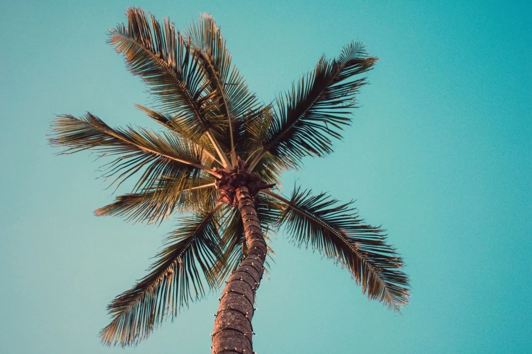 ¿Sabías que la primera palmera creció en un lugar gélido? Esta es su curiosa historia