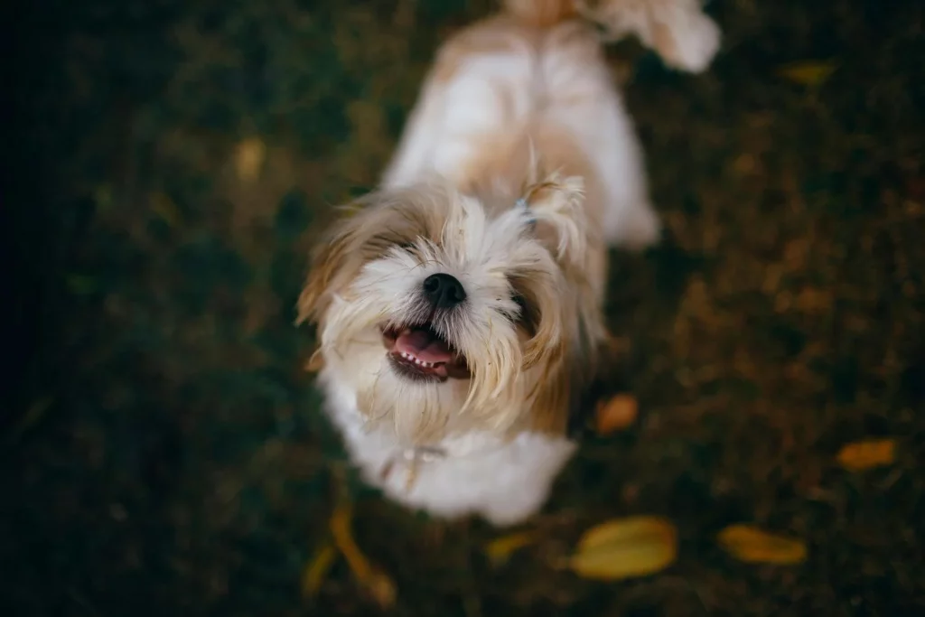 Los Perros Mueven La Cola Por Mucho Mas Que Felicidad