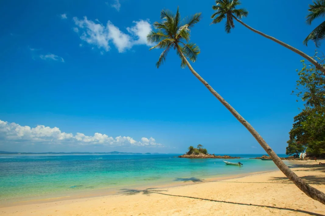 ¿Sabías que la primera palmera creció en un lugar gélido? Esta es su curiosa historia