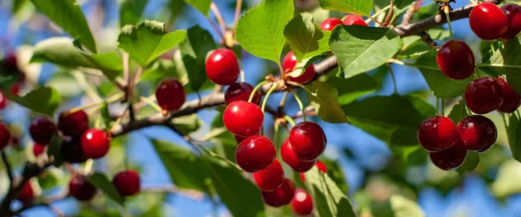 Un Fruto Que Sirve Para Tener Una Mejor Vida Nutricional