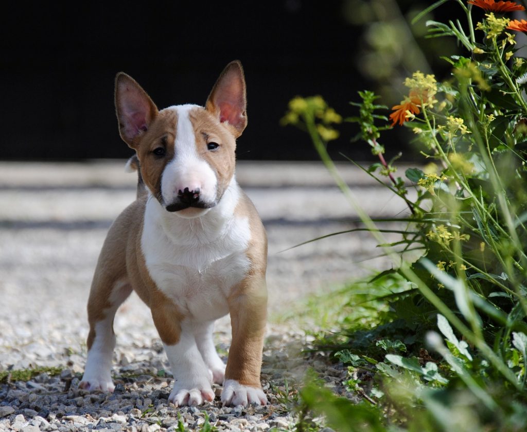 Bull Terrier Mini Mejor Raza Perros