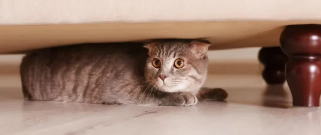 El Gato Y Sus Otras Costumbres Que Nos Marcan A Fuego