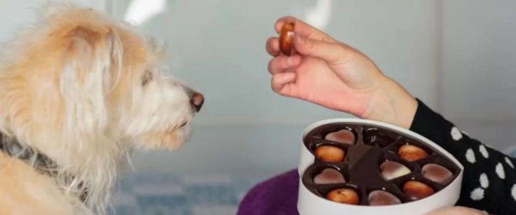 Cuida A Tu Perro Del Chocolate: Es Una Delicia Que Solo Los Humanos Podemos Consumir