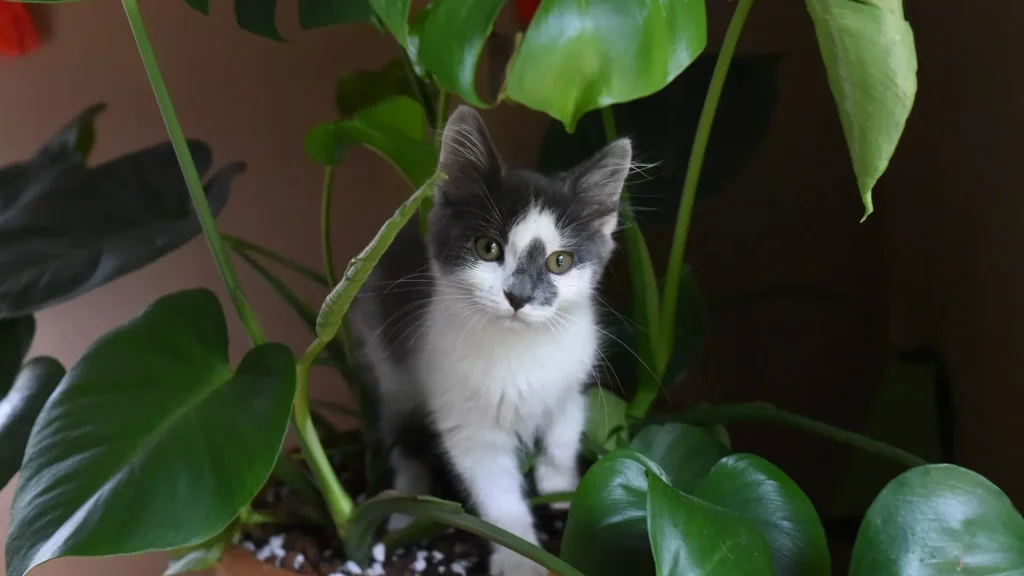 Un Gato Curioseando Alrededor De Una Planta