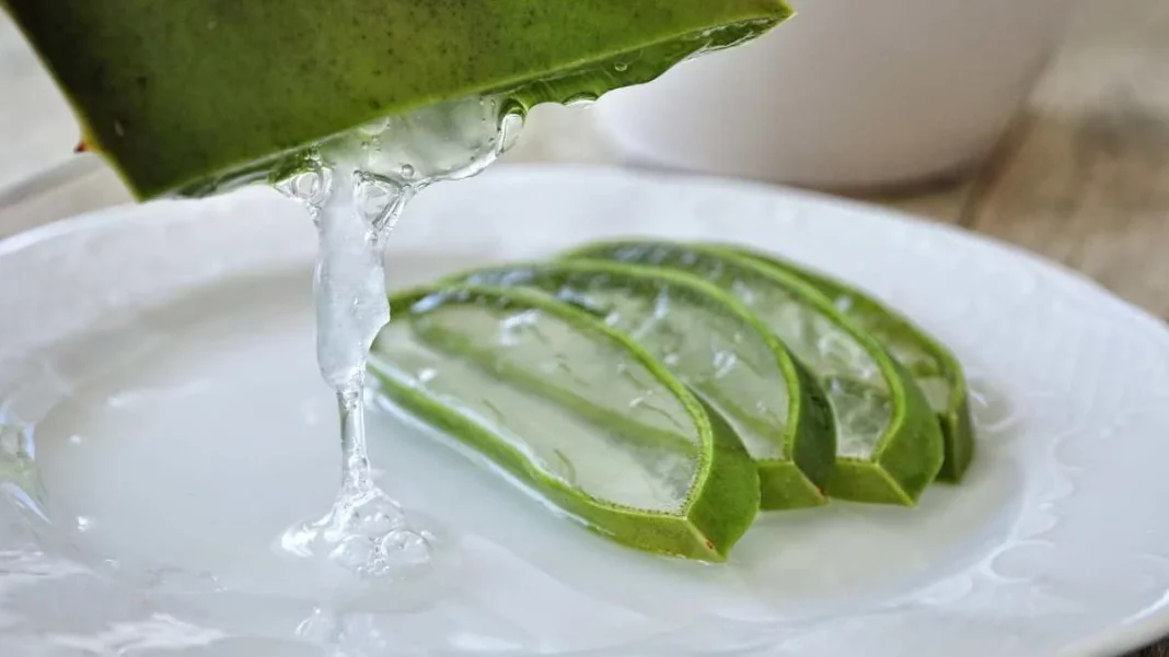 Aloe vera: el antiinflamatorio natural