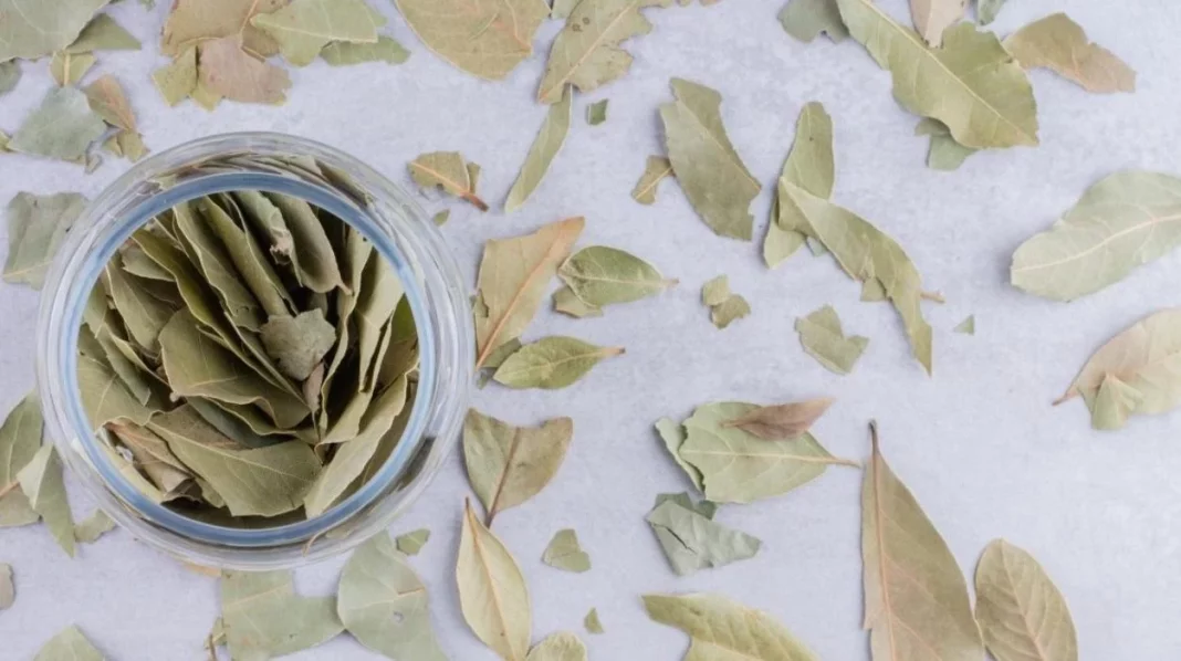 Por qué hay gente poniendo una hoja de laurel en la funda del móvil