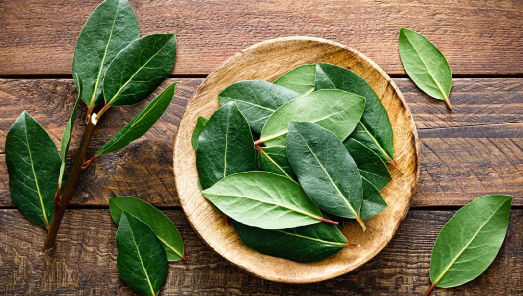 Por qué hay gente poniendo una hoja de laurel en la funda del móvil