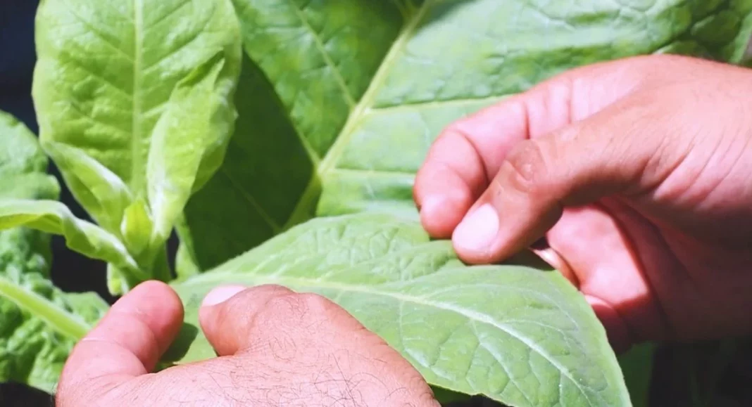 Hojas de tabaco y menta