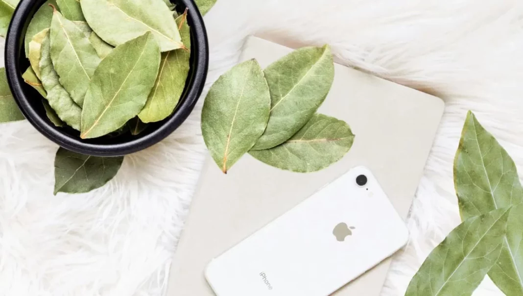 Por qué hay gente poniendo una hoja de laurel en la funda del móvil