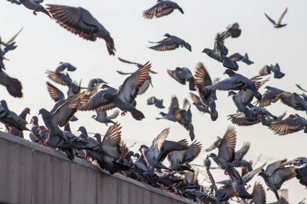 ¿Por Qué Todas Las Palomas Que Ves En La Ciudad Son Grandes? Hay Una Explicación