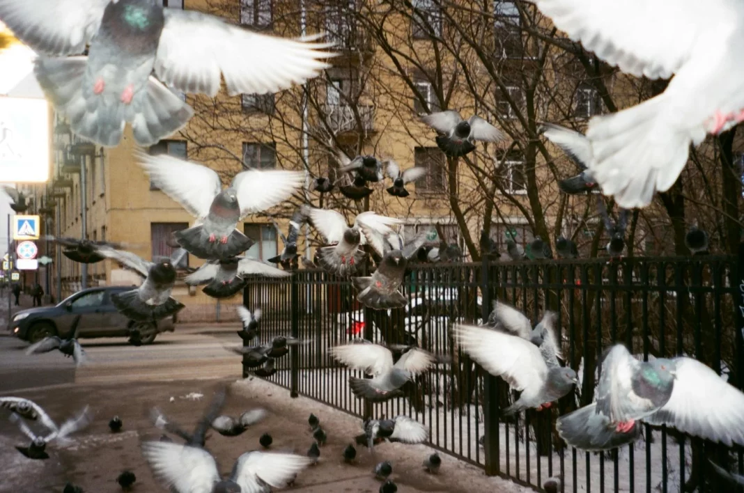 ¿Por qué todas las palomas que ves en la ciudad son grandes? Hay una explicación