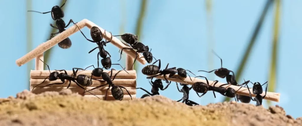Que Las Hormigas Se Marchen De La Casa Nunca Fue Tan Fácil