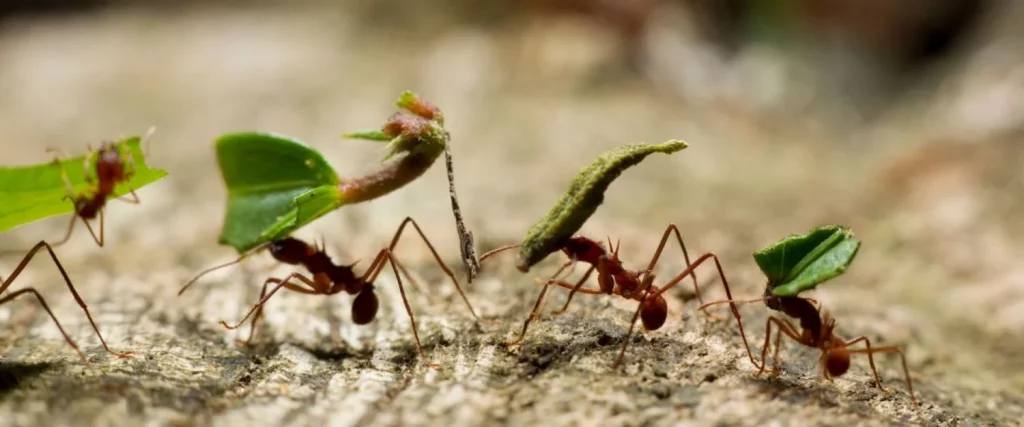 Si Respetas A Las Hormigas Pero No Quieres Dañarlas, Debes Hacer Esto