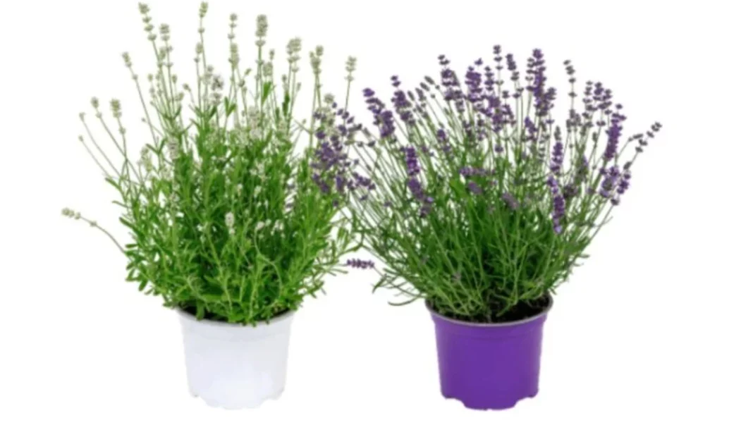 El poder oculto de la lavanda: más que una planta decorativa