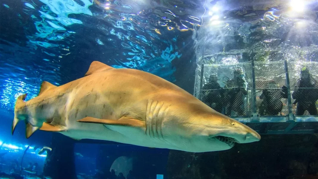 Acuario de Barcelona: aventuras bajo el agua