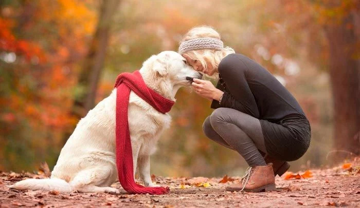 Entendiendo A Tu Perro