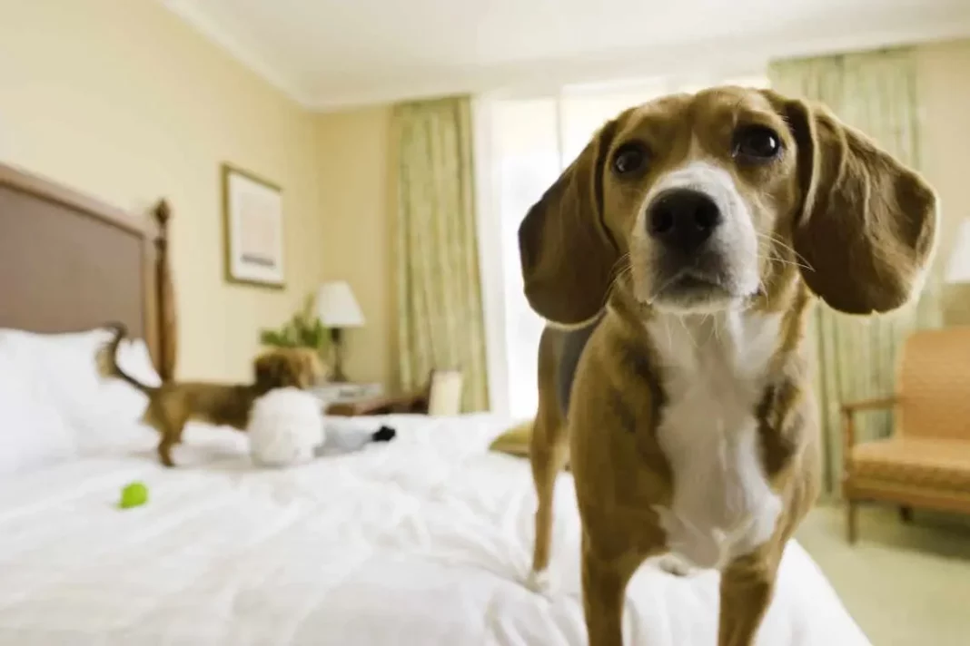 Explora hoteles que aman a los perros