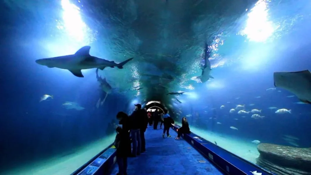 Oceanogràfic de Valencia: un mundo submarino impresionante