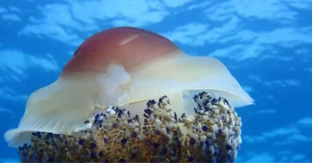 Parece Un Huevo Frito: Cuidado Con La Plaga De Medusas Que Llega A Las Playas Españolas