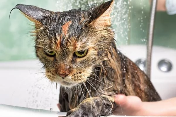 ¿Por Qué Odian Los Gatos El Baño? La Verdad Detrás De Este Rechazo