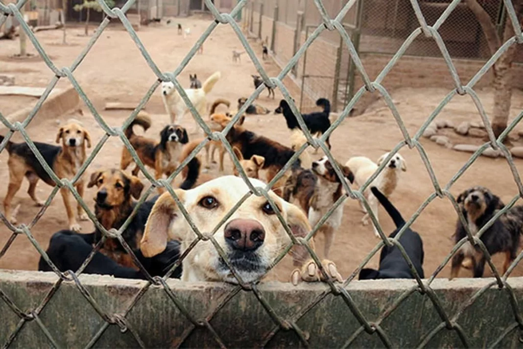 Proceso de adopción paso a paso