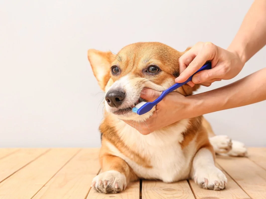 Cepillado regular: La clave para dientes sanos