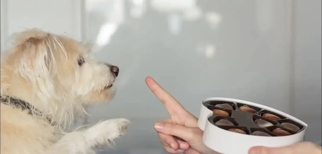 Chocolate y cafeína: un riesgo grave