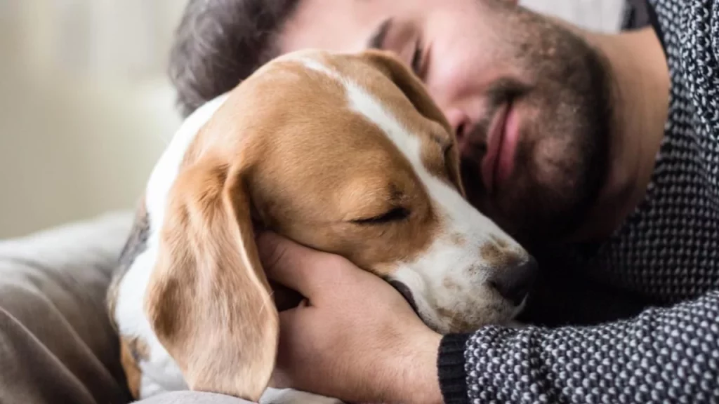 Cómo Los Perros Sienten El Estrés De Sus Dueños